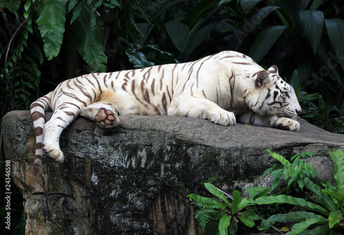 Fototapeta Naklejka Na Ścianę i Meble -  Rare White Tiger