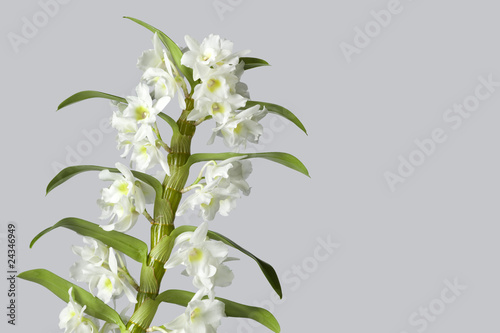 Fototapeta Naklejka Na Ścianę i Meble -  White flowering dendrobium