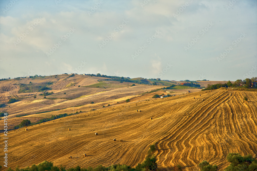 Fototapeta premium campo di grano con albero