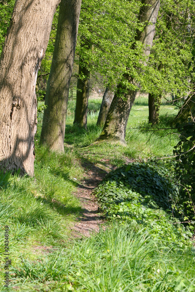 Fototapeta premium Chemin en sous-bois