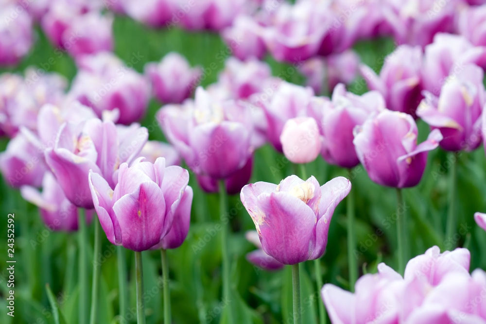 blooming tulips in springtime