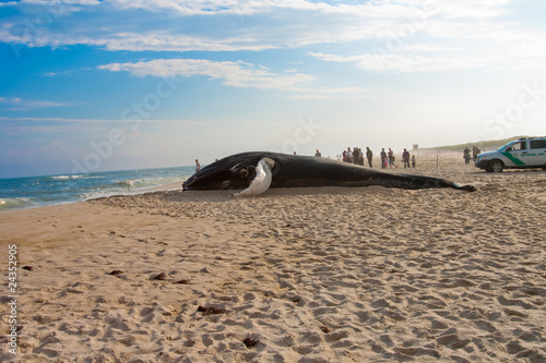 Beached Whale in Sand