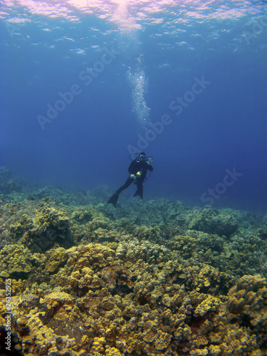 Woman Diving on top of the Reef