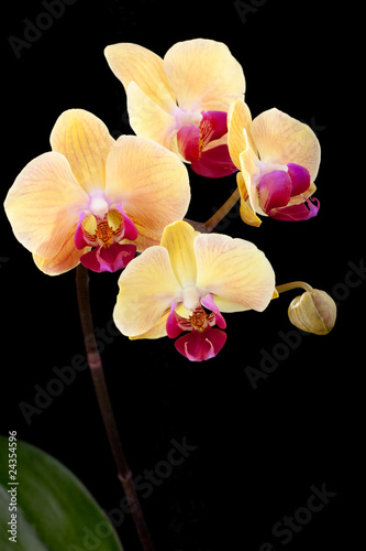 Isolated orchid flowers on black