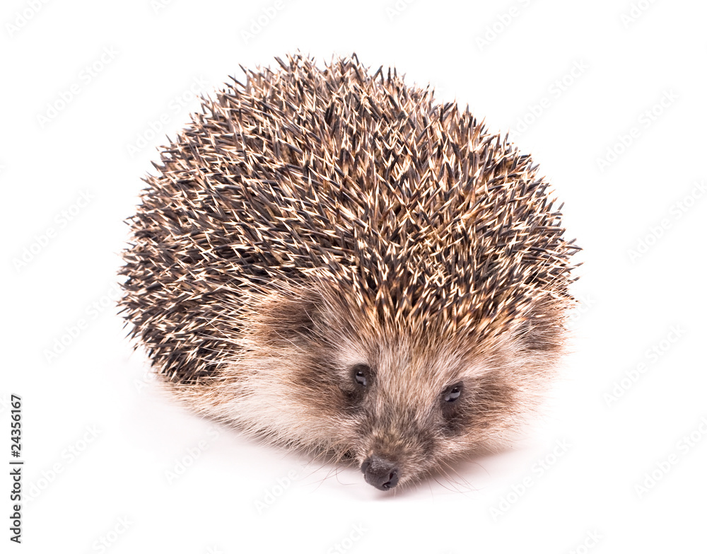 Hedgehog isolated on white background Hedgehog isolated on white background