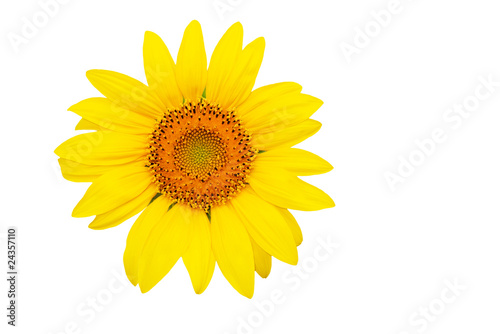 Sunflower - isolated