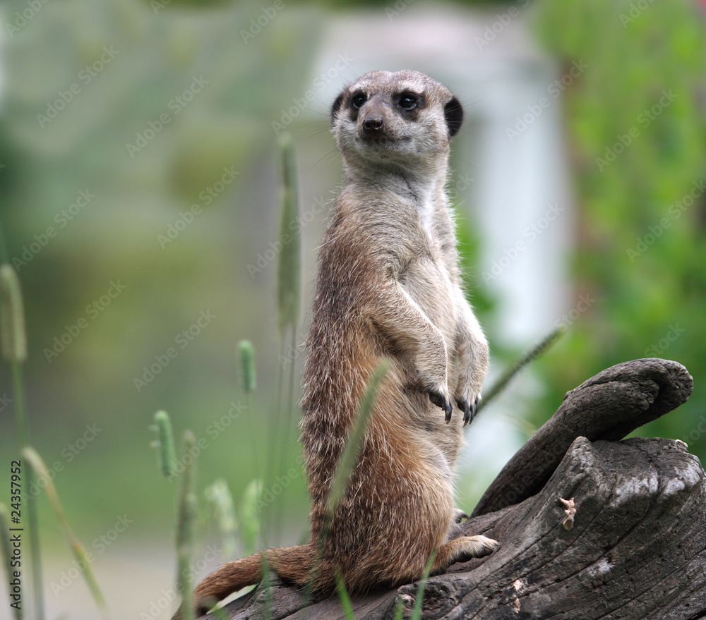 Suricata Suricata