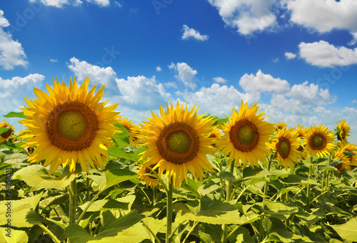 Sunflowers