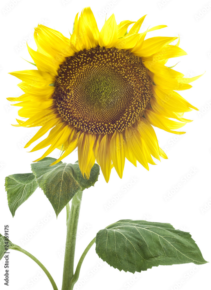 Fototapeta premium beautiful sunflower with petals
