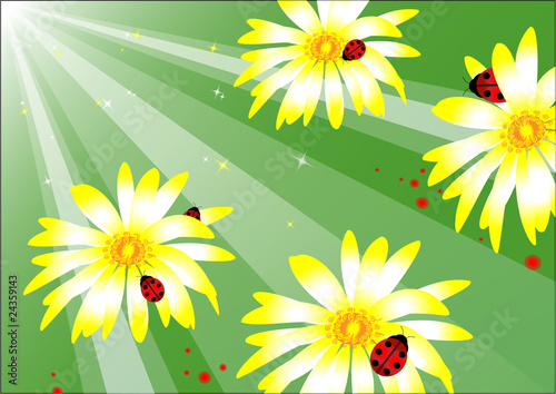 ladybird