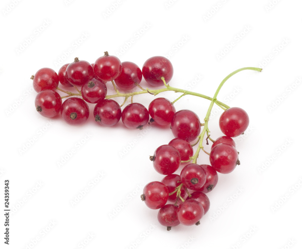 sprig of red currants