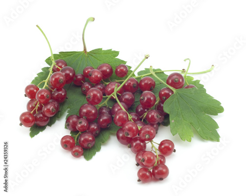 sprig of red currants with a leaf