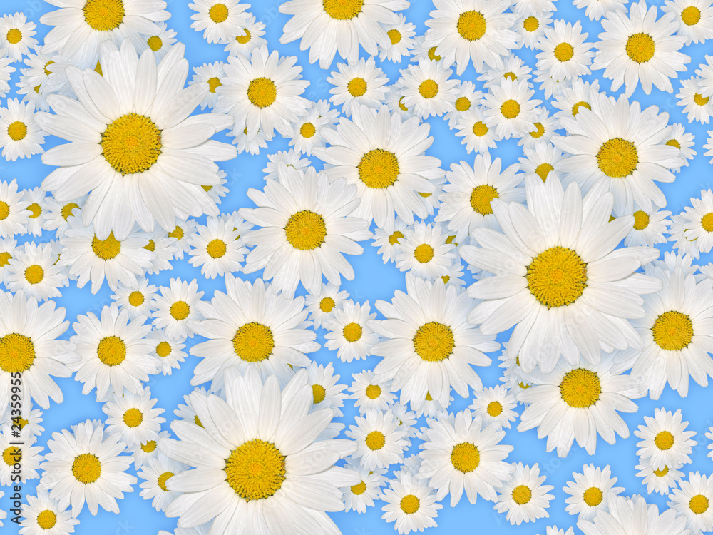 Blumenhintergrund Blumenhintergrund