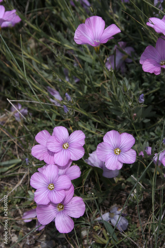 Fototapeta Naklejka Na Ścianę i Meble -  flower