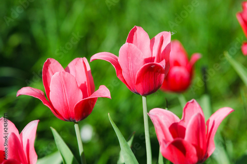 Tulipa  Tulip