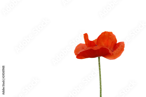 Fototapeta Naklejka Na Ścianę i Meble -  mohnblüte