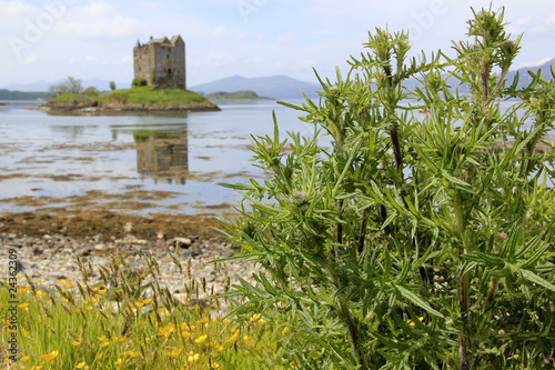 thistles loch linnhe castel stalker photo