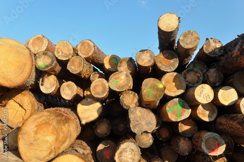 Trunks at a sawmill in German summer