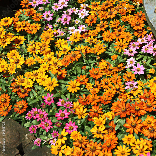 Flowers colorful