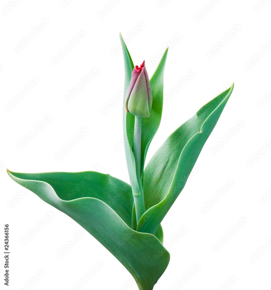 Obraz premium Tender tulip on white background with clipping path
