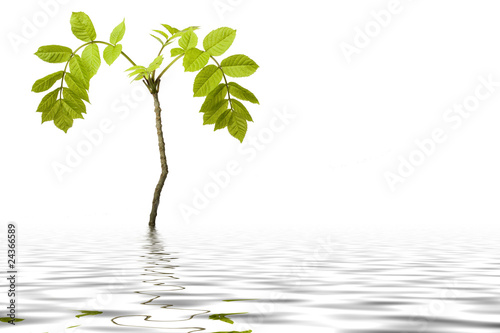 Small plant is reflecting in a water