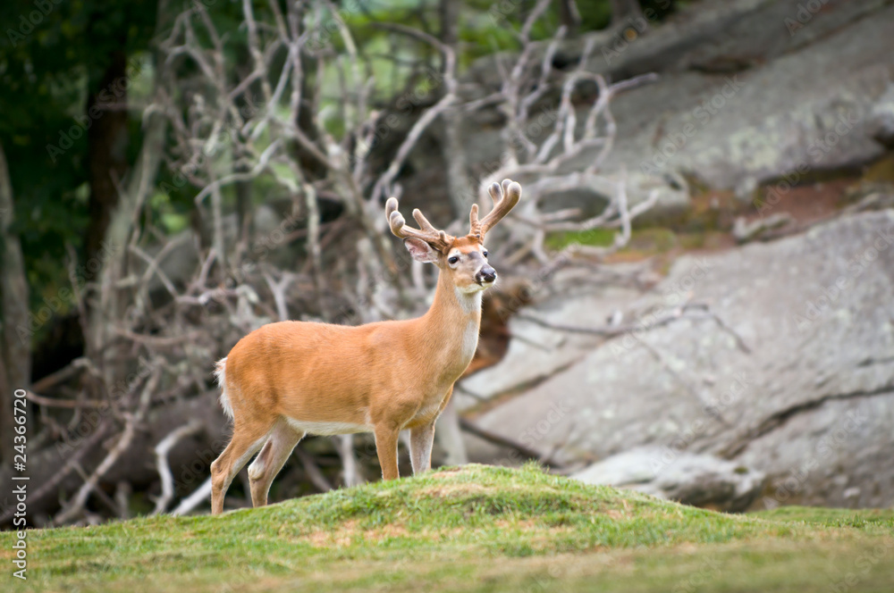 White Tailed Deer Animal Wildlife in North Carolina Mountains White Tailed Deer Animal Wildlife in North Carolina Mountains