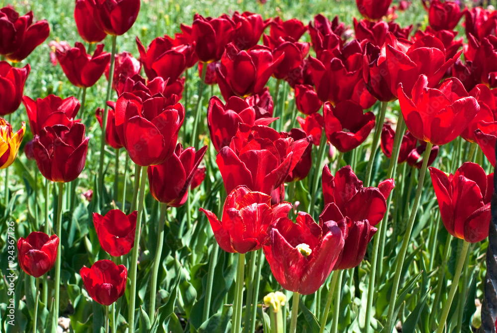 Obraz premium tulip