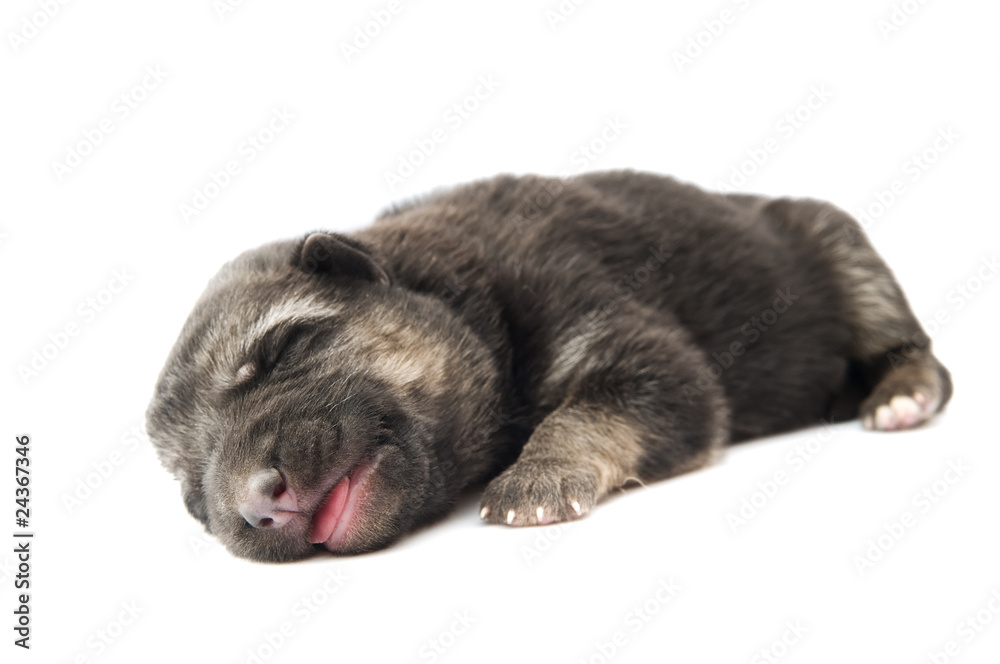 Obraz premium shepherd dog puppy