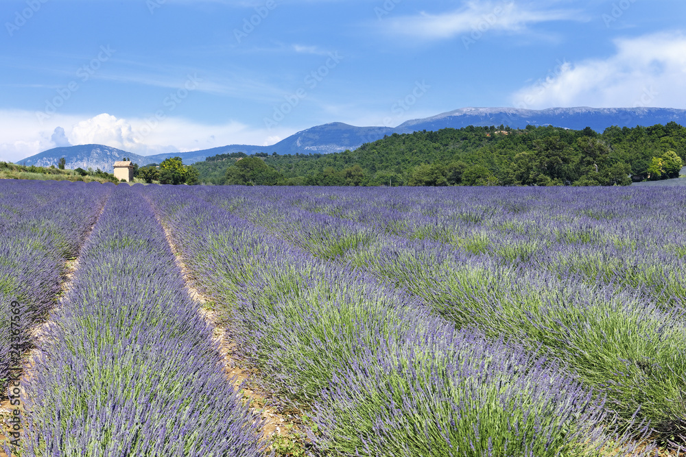 Obraz premium étendue de lavande