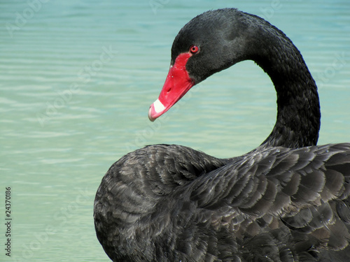 Le cygne noir. photo