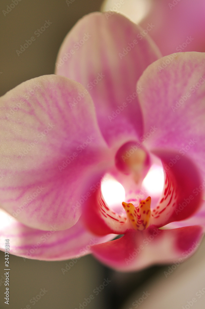Orchidee, zart