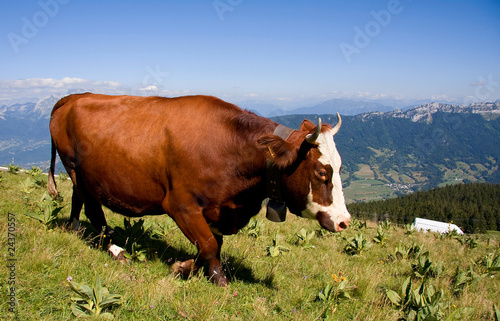 Vache abondance en alpage (Smenoz)