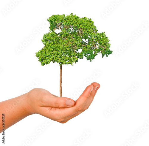 Tree in hand