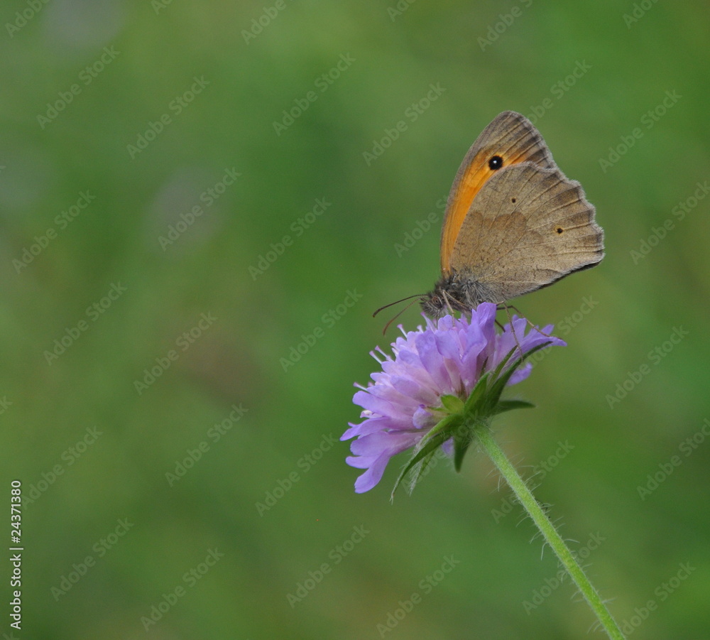 Fototapeta premium Blume mit Schmetterling