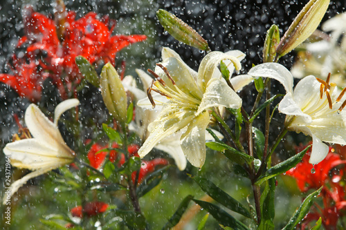 Fototapeta Naklejka Na Ścianę i Meble -  Lily in the rain