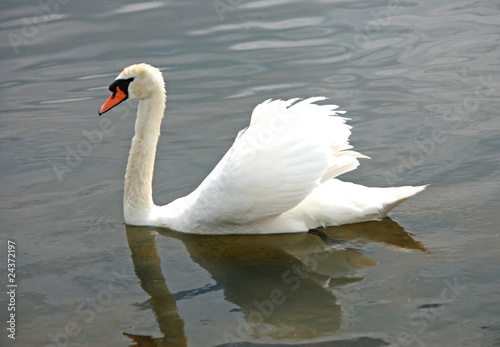 A Single Large White Swan on a Lake.