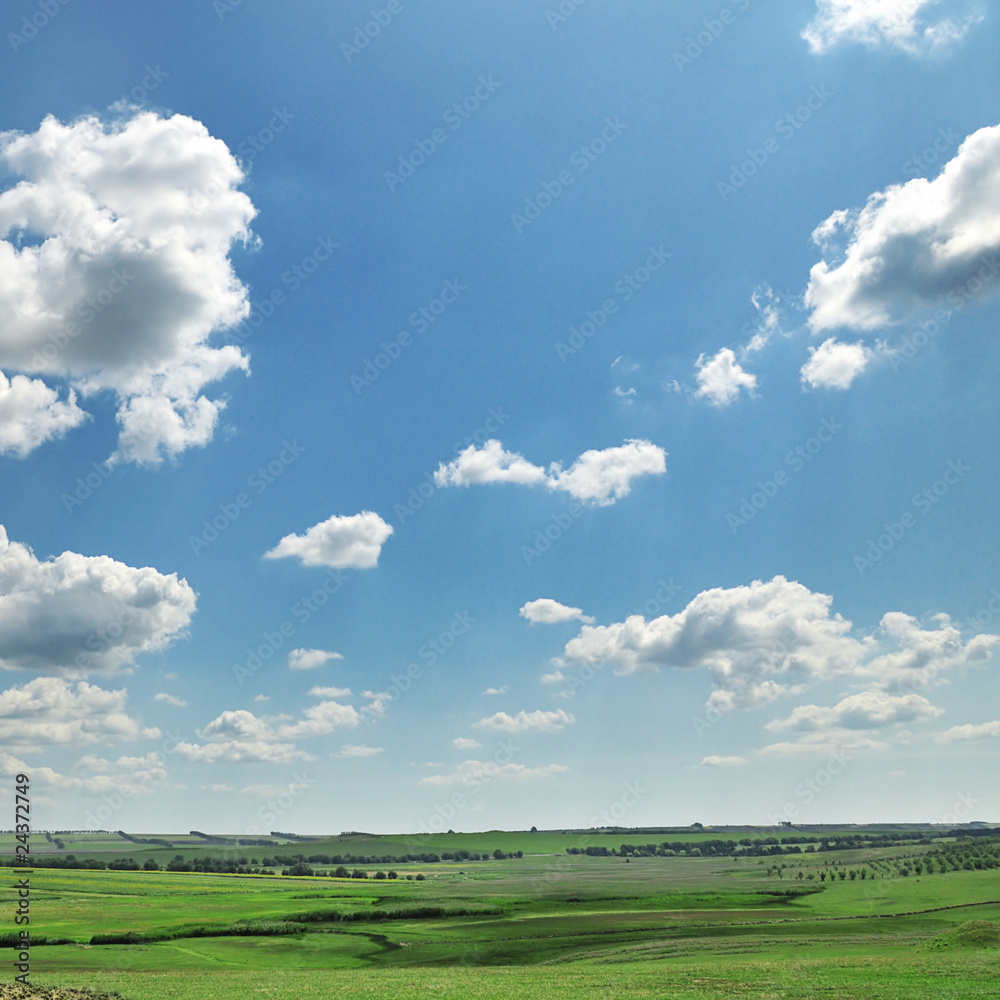 Obraz premium meadow