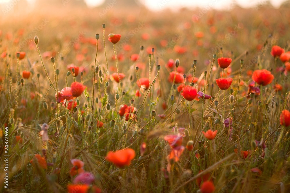 Fototapeta premium kwiaty