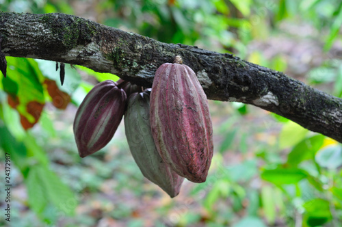 Cocoa bean