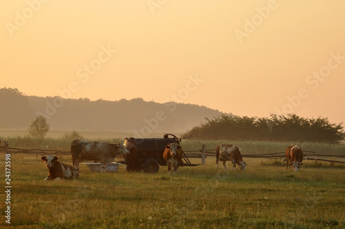 Cows at Dawn