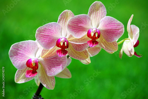 Orchidee