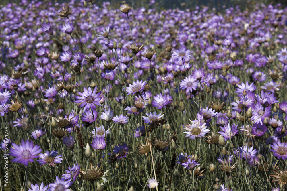 Many dark blue wild flowers Many dark blue wild flowers