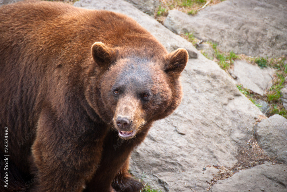 Rare Cinnamon Black Bear Wildlife Animal in North Carolina Rare Cinnamon Black Bear Wildlife Animal in North Carolina