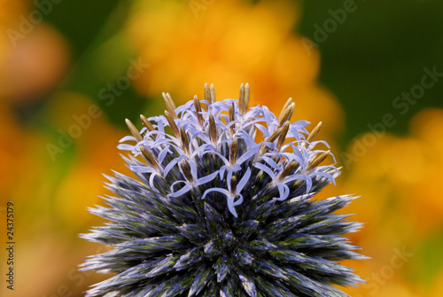 Kugeldistel photo