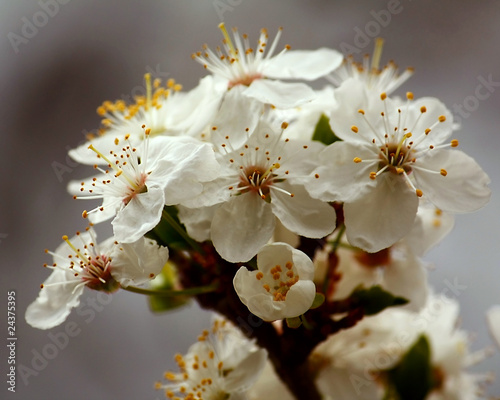 Apple tree flowers photo