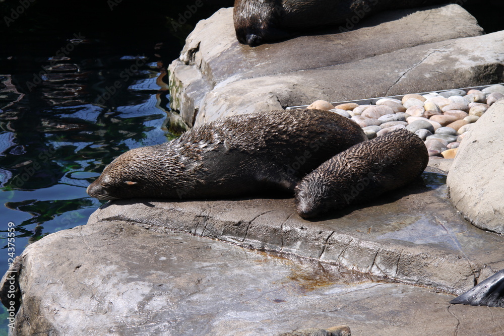 Naklejka premium Seals at rest