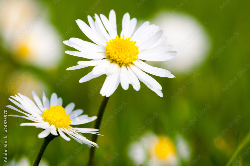 Fototapeta premium Gänseblümchen