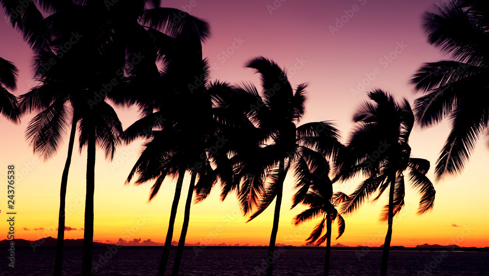 Obraz premium silhouette palm trees - sunset