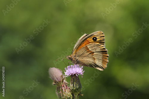 Papillon le Myrtil sur une fleur de chardon mauve photo