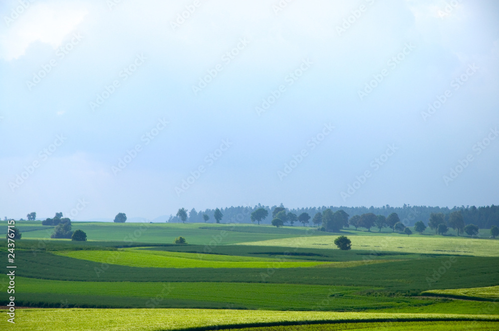 Obraz premium Felder im Schwarzwald